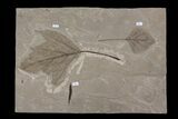 Fossil Sycamore (Platanus) & Poplar (Populus) Leaf Plate - Utah #174941-4